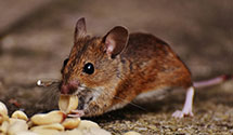 24 Hour & Emergency Exterminators in Rock Island, IL